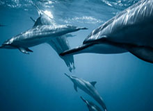 半岛体育APP——开启你的专业体育资讯新体验